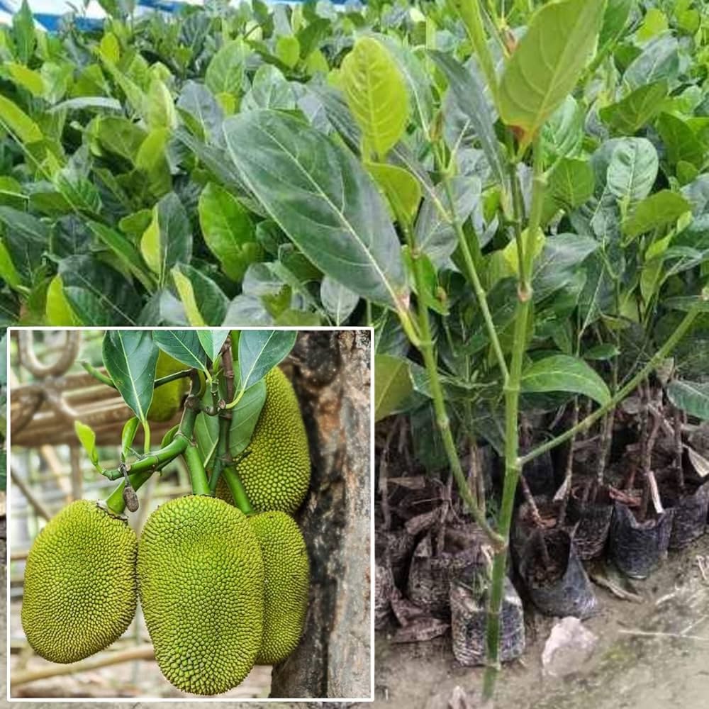 Hybrid Jackfruit Plant